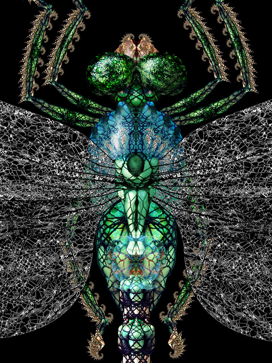 03 Dragonfly DETAIL 1200px.jpg