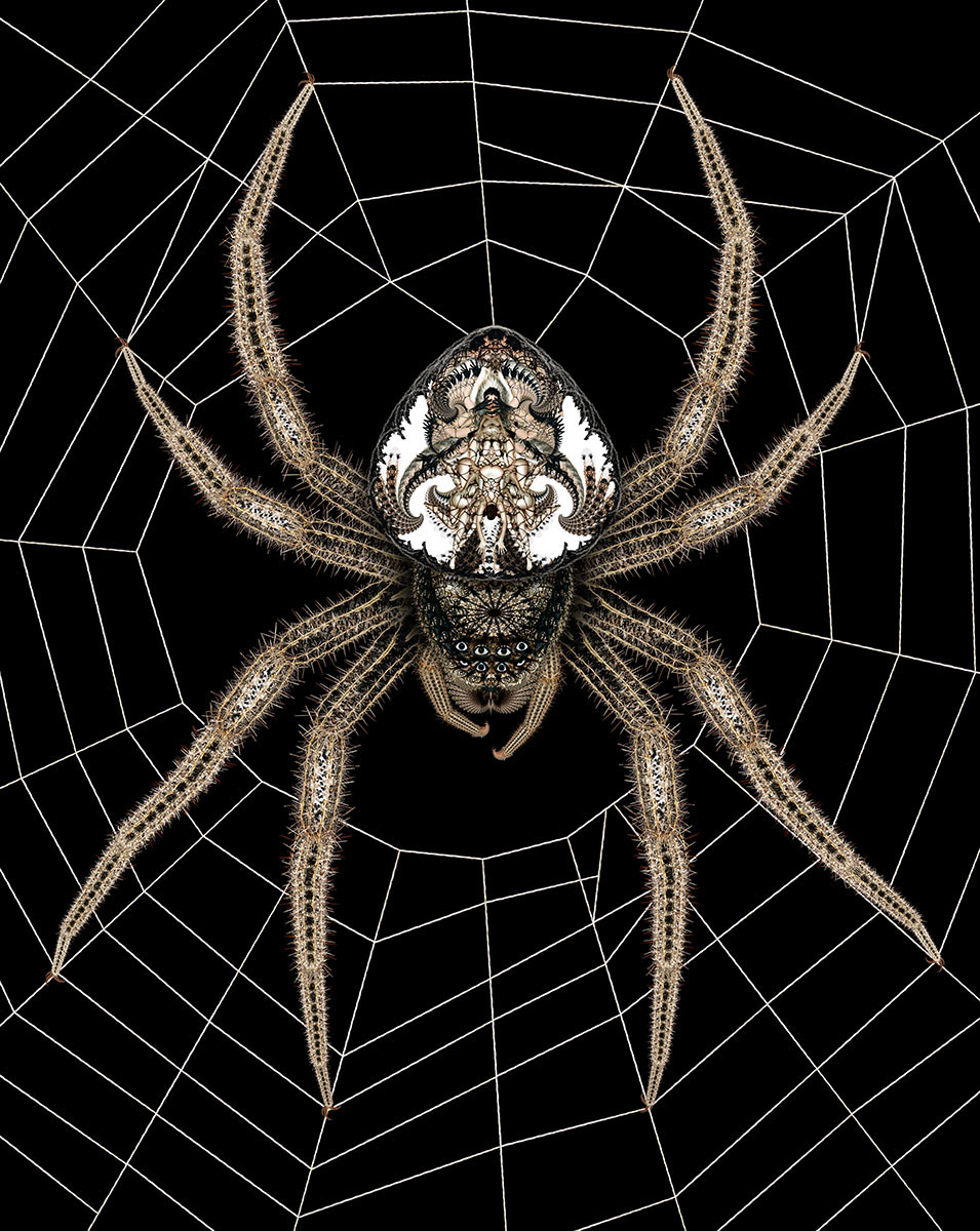 05 Spider - Caught in Her Web 1200px.jpg
