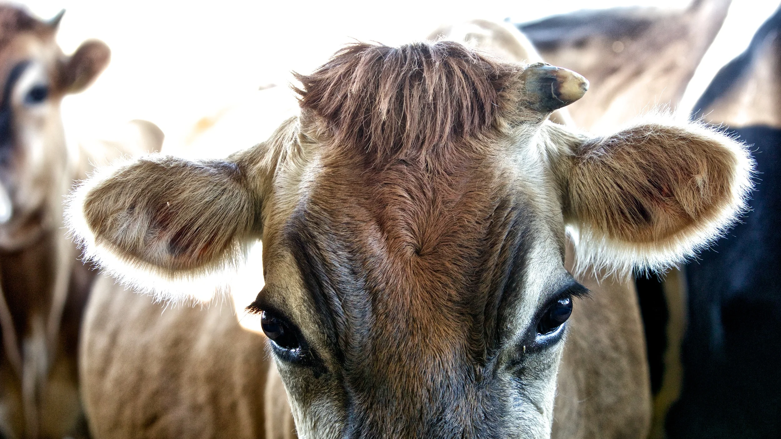 0I4A1640 - Version 2.jpg