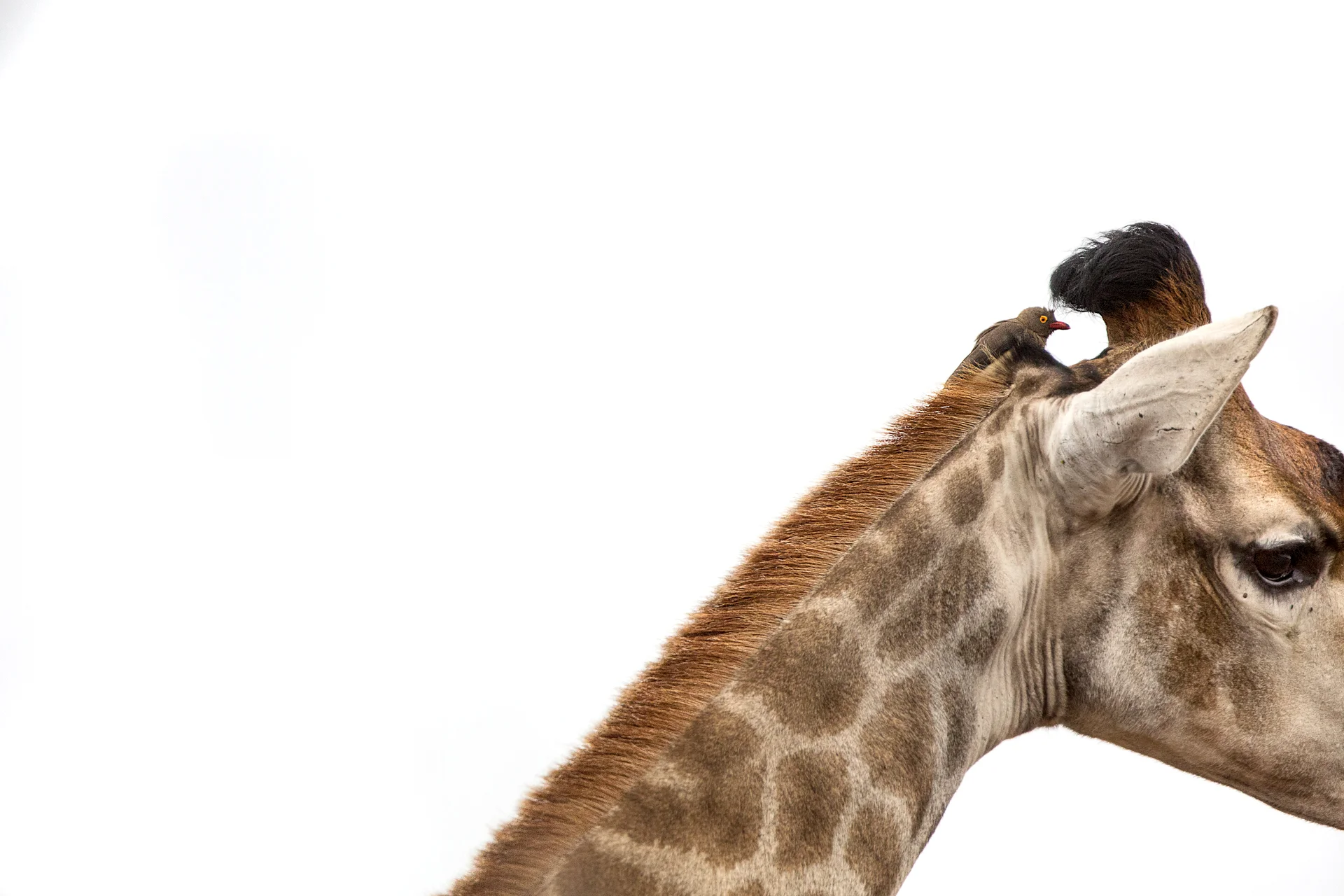 0I4A0659 copy-Edit.jpg