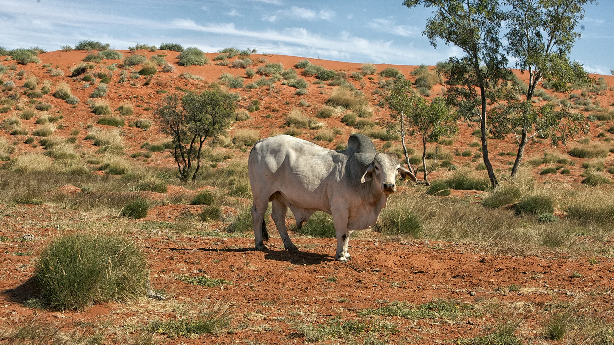 bull2.jpg