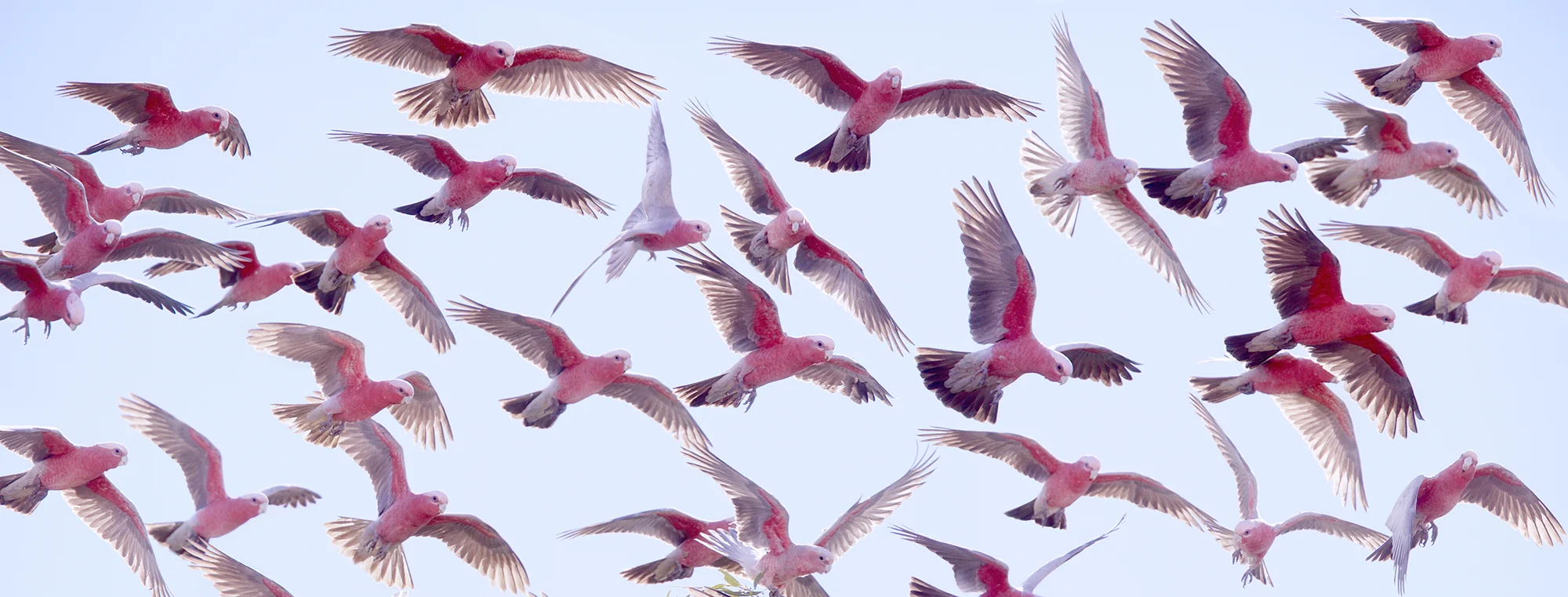 galahs.2000px.jpg