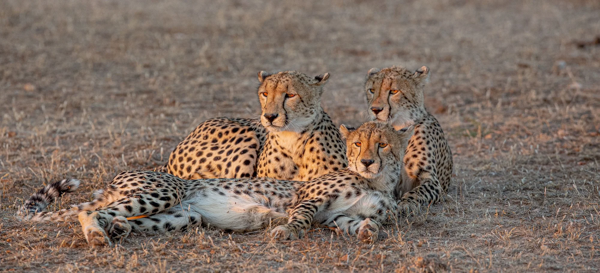 cheetahs.jpg