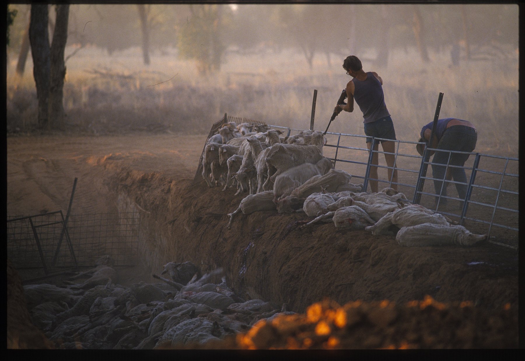 sheepshoot1800.jpg