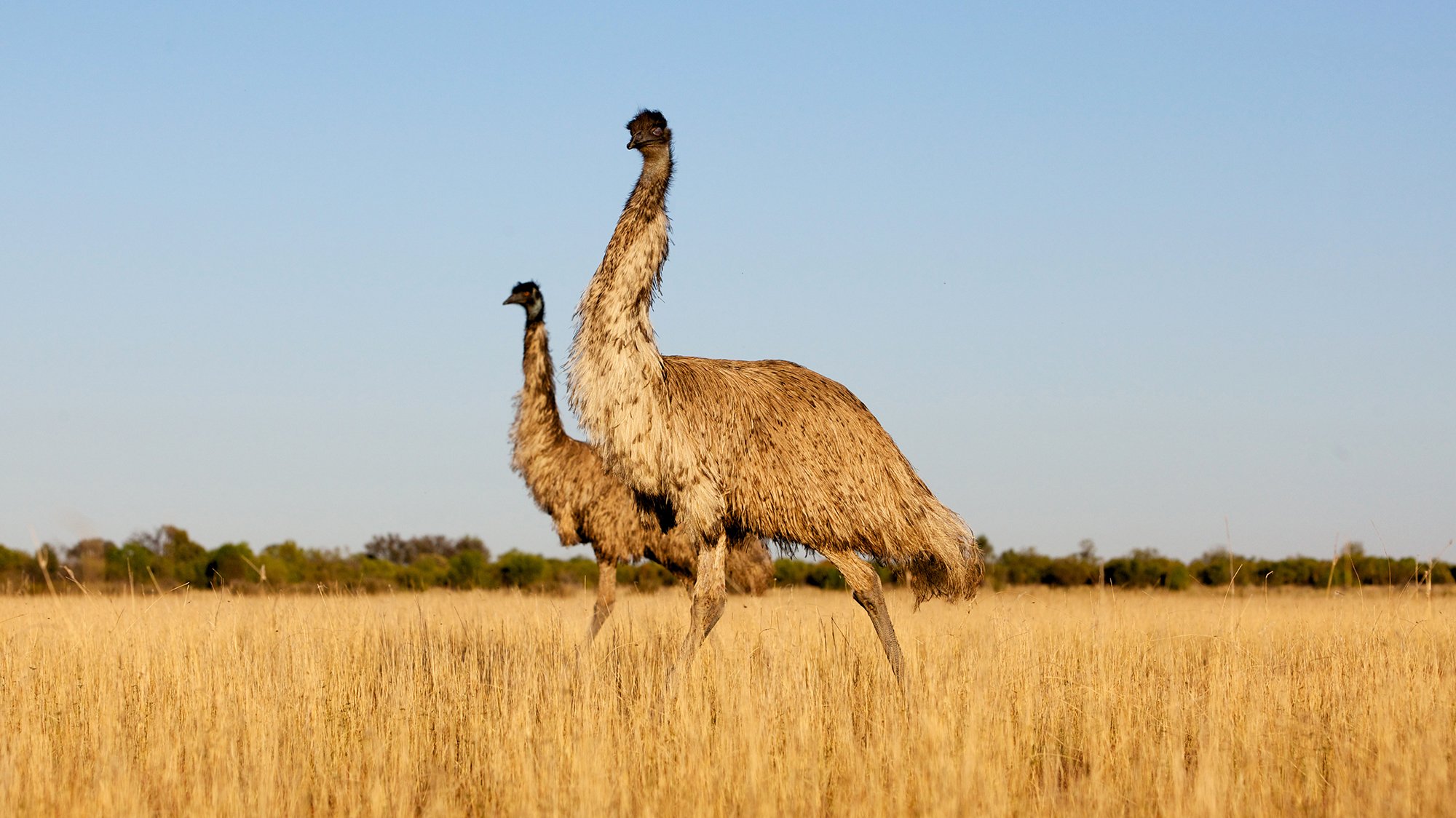 emus22000px.jpg