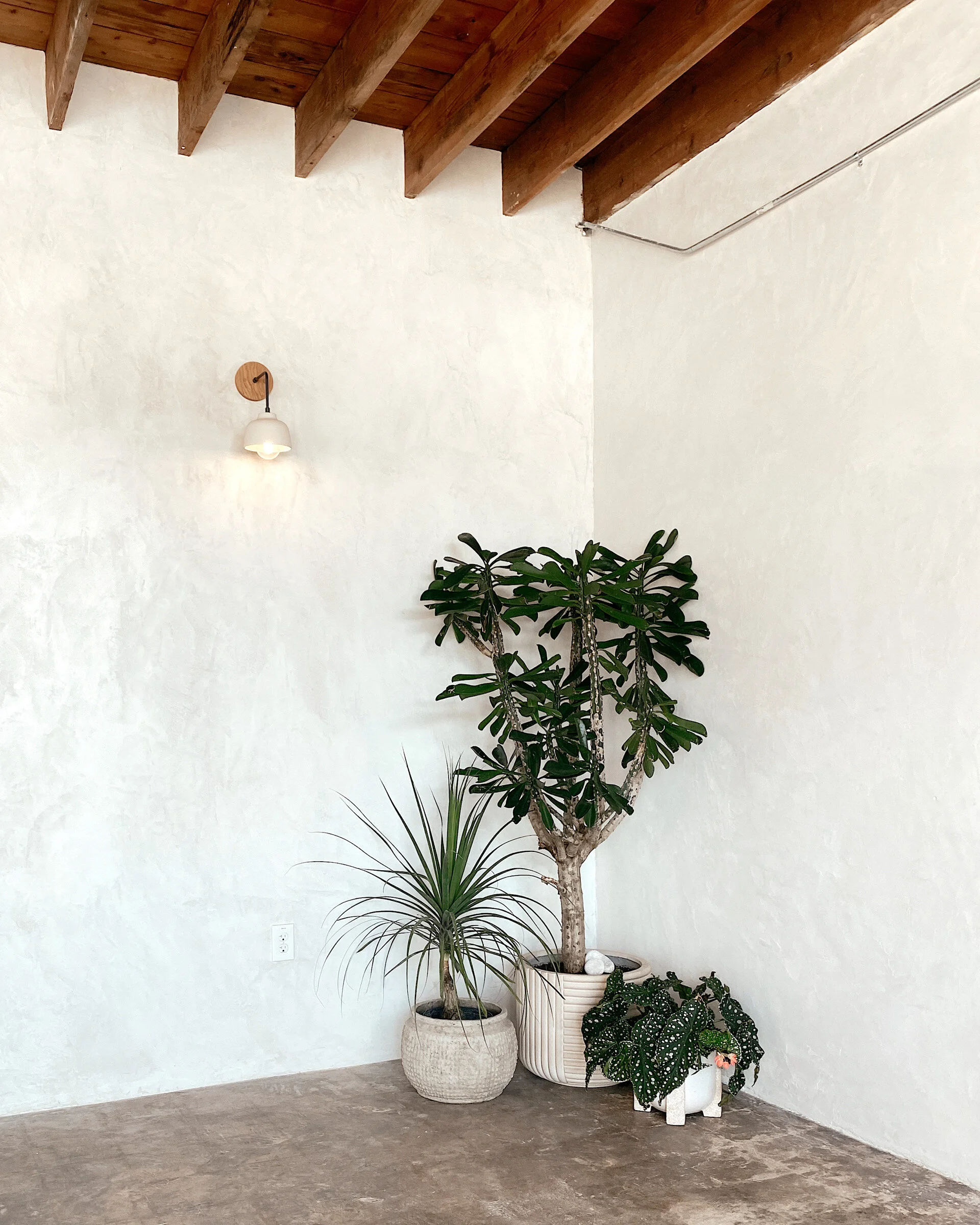 My Favorite Austin Coffee Shops (for Tea Drinkers)