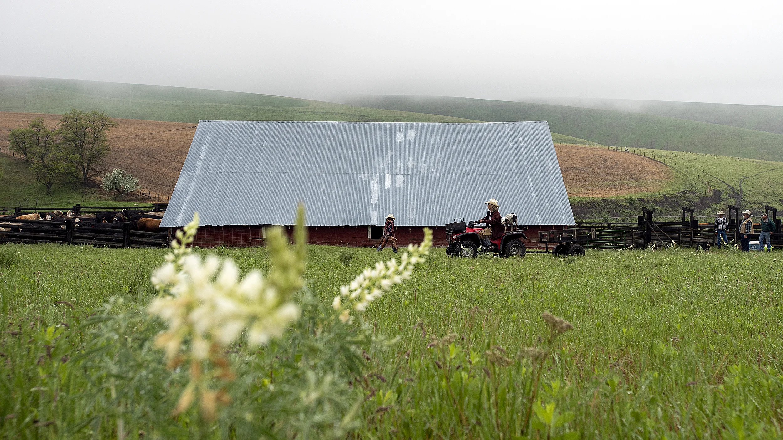  Peola Cowgirl boss, Linda Weatherly, on ATV, transports medicine and vaccinations for the cattle branding session on Saturday at her farm in Peola. 