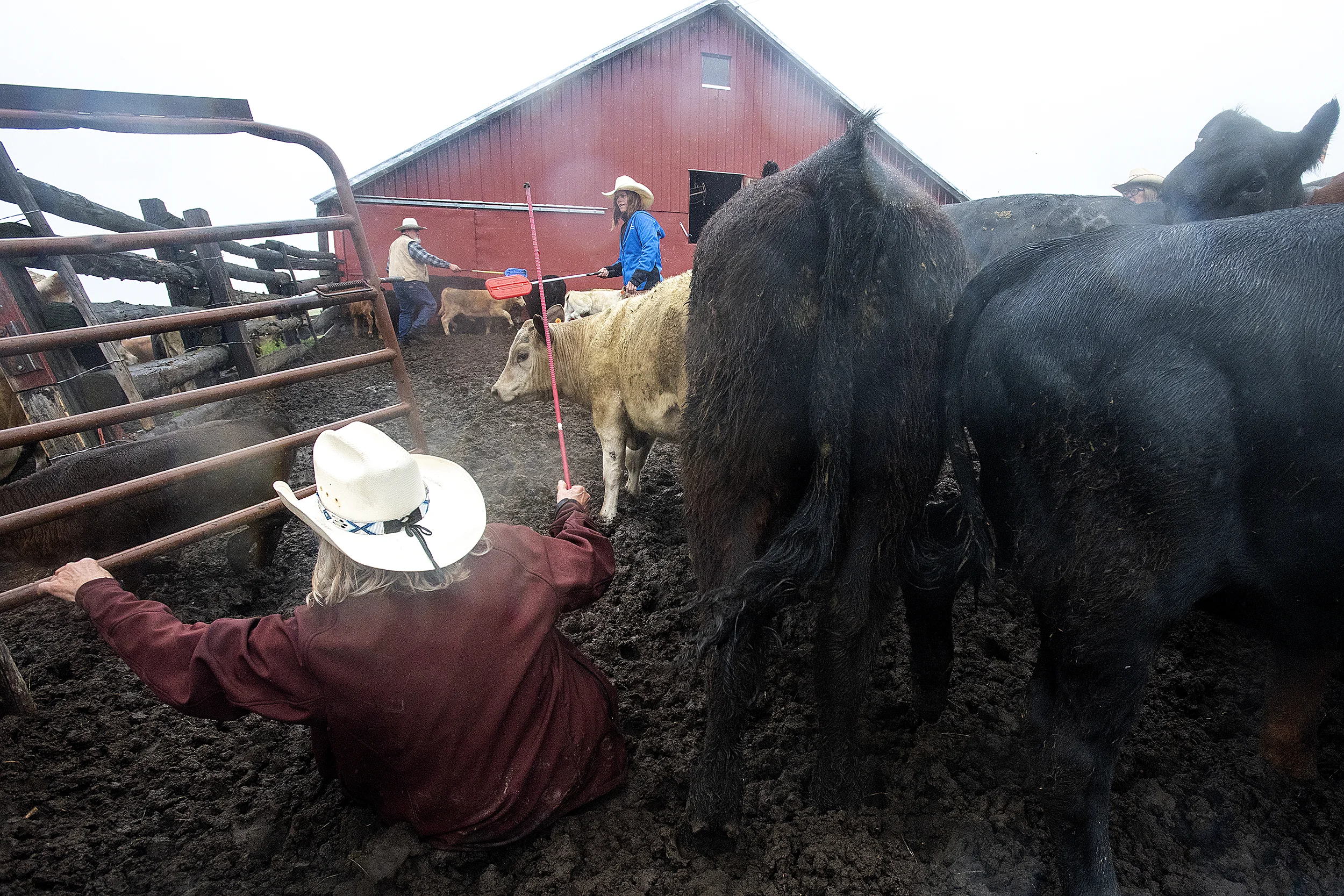 Linda Weatherly, 68, gets knocked over as she and her crew of Peola Cowgirls sort calves from their mothers prior to the branding process on Saturday. 