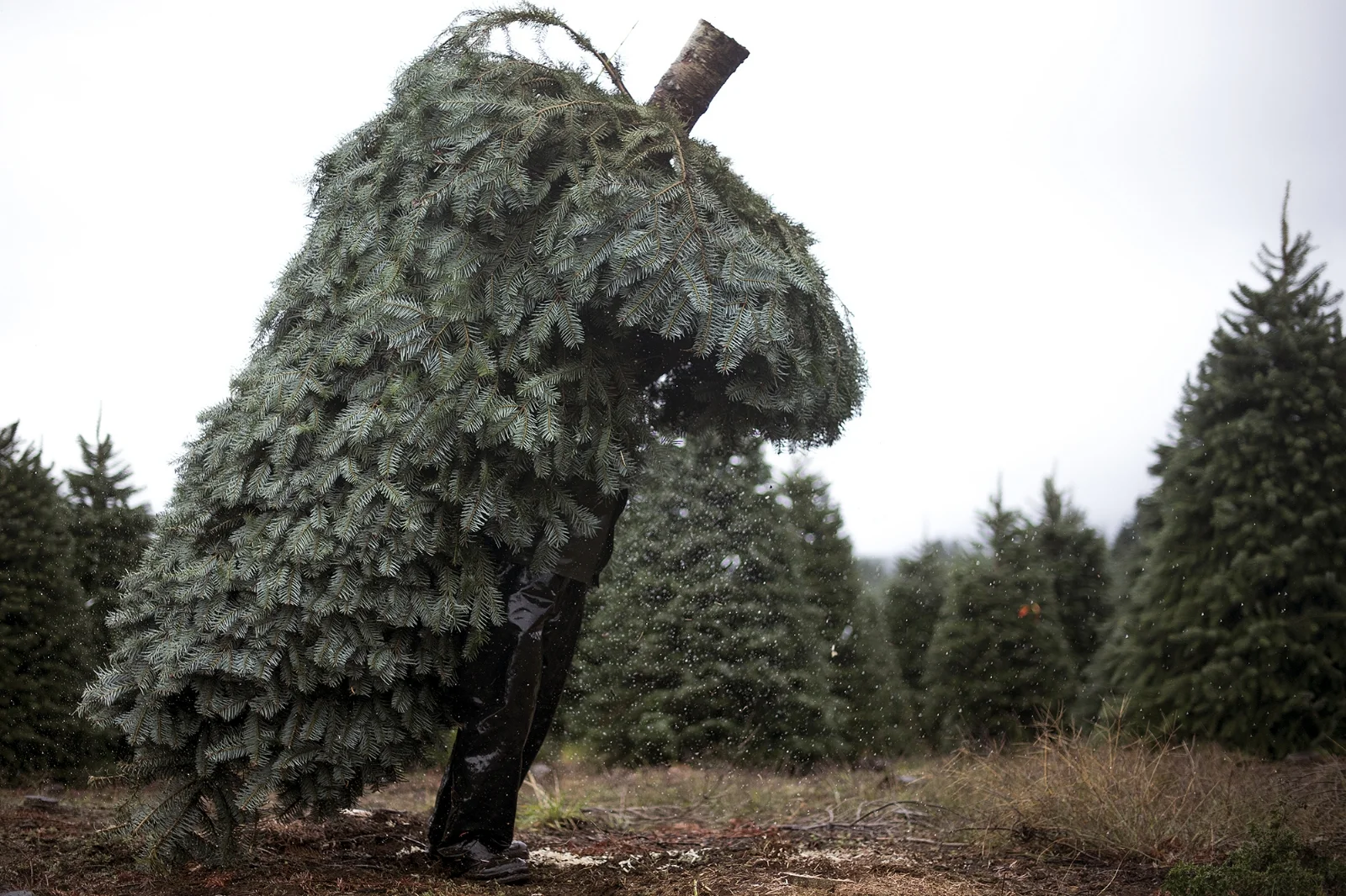  Water falls off the branches of a noble fir tree as a man lifts the eight-foot-tall tree over his head before carrying it over to a large stack that will be wrapped in rope on Friday, Oct. 30, 2015, at Christmas Hills Tree Farm in Mossyrock, Wash. 