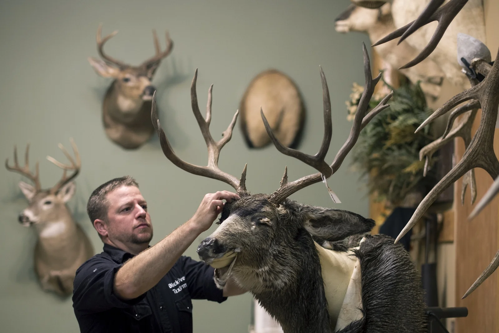  Joel Swecker, owner of Black River Taxidermy, works on stretching out and fitting a cape onto a polyurethane mannequin at his shop in Rochester, Wash. on Wednesday, Oct. 26, 2016. 