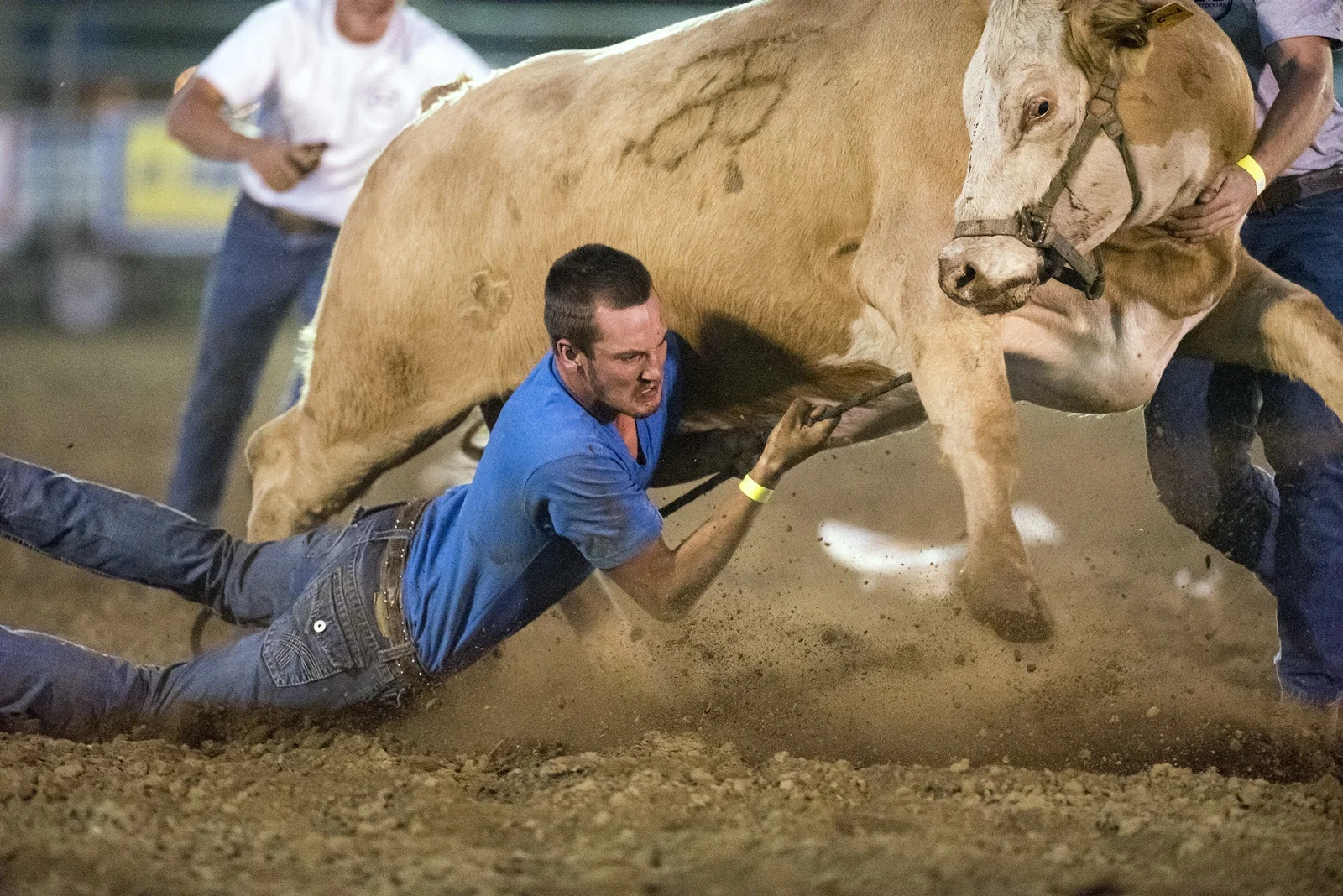  Nihls Peterson, of Tenino, hangs on to a cow as it drags him across the arena during the Wild Cow Milking competition at the Twin Cities Bulls and Barrels Challenge at the Southwest Washington Fairgrounds in Chehalis, Wash. on Saturday, Aug. 20, 201