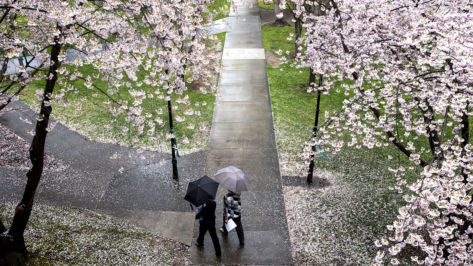Umbrella-clad pedestrians walk underneath blooming cherry blossom trees in front of Reid Centennial Hall on the Lewis-Clark State College campus on Thursday, April 5, 2018.