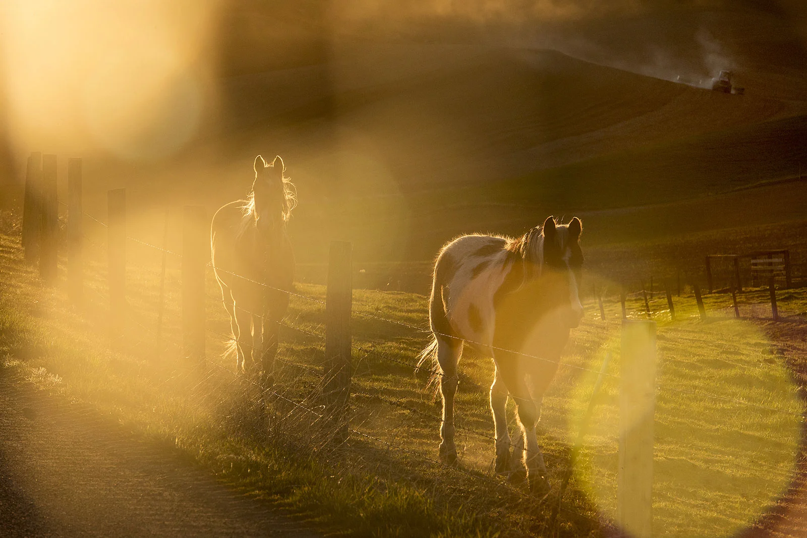 The sun sets behind a hill as a pair of horses run along a fence line as a farmer tills his field on Thursday, April 19, 2018, south of Uniontown, Wash.