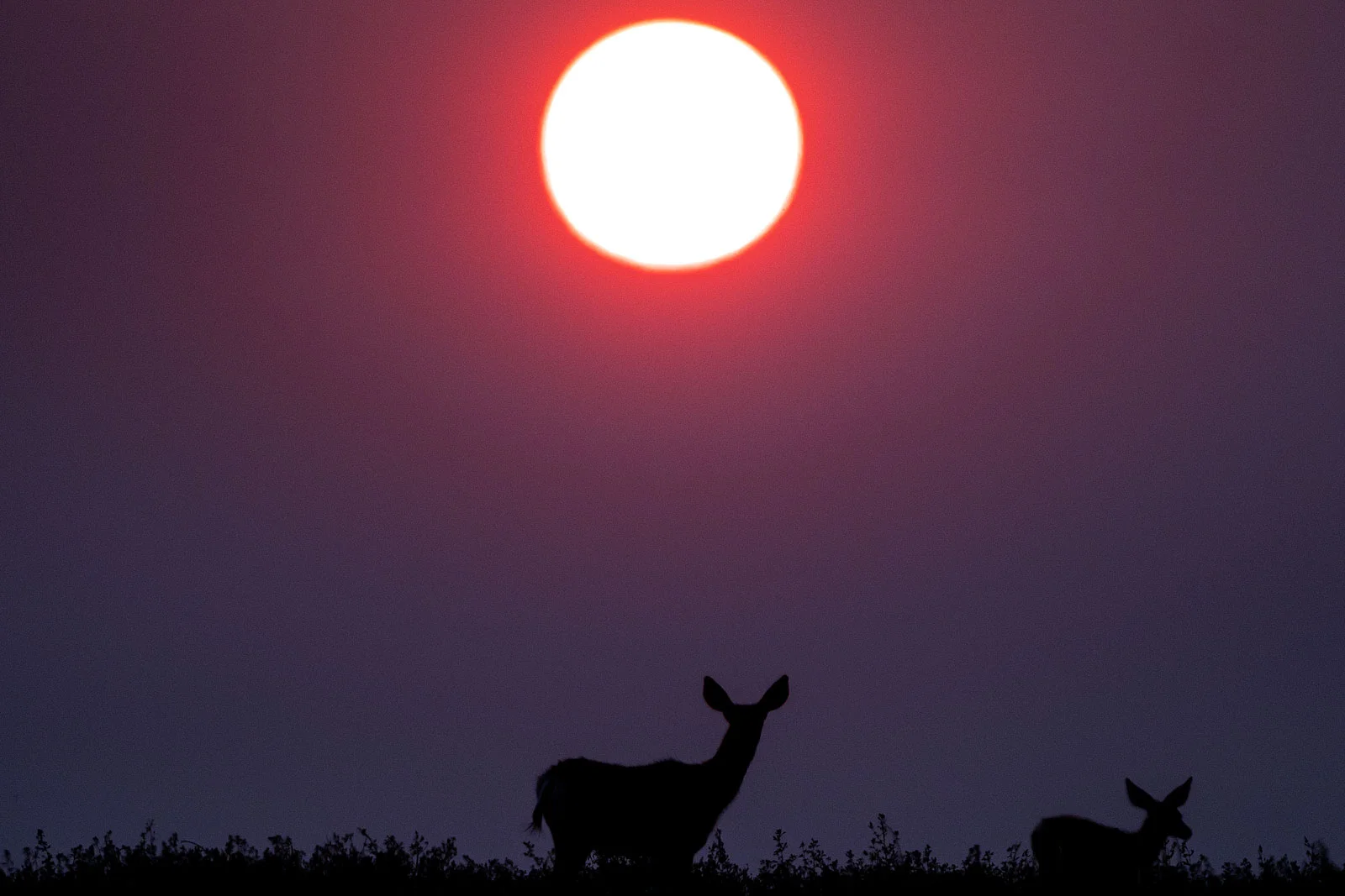 A mother deer and its doe bask in the final moments of a hazy evening glow on Thursday, Aug. 9, 2018, a few miles south of Alpowa Summit in southeastern Washington state.