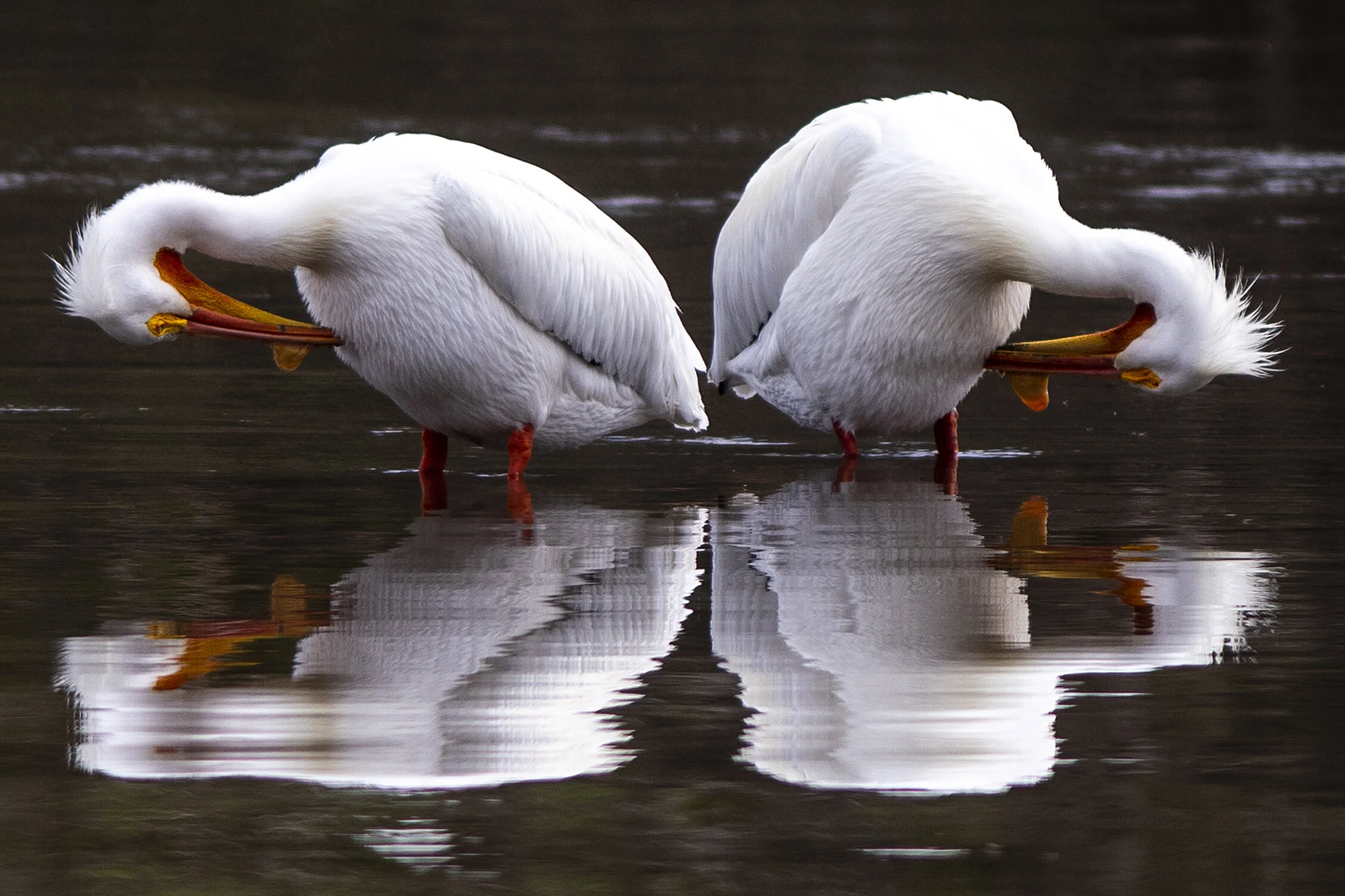  A pair of pelicans do some morning bathing at Swallows Park in Clarkston on Friday, April 12, 2019. 