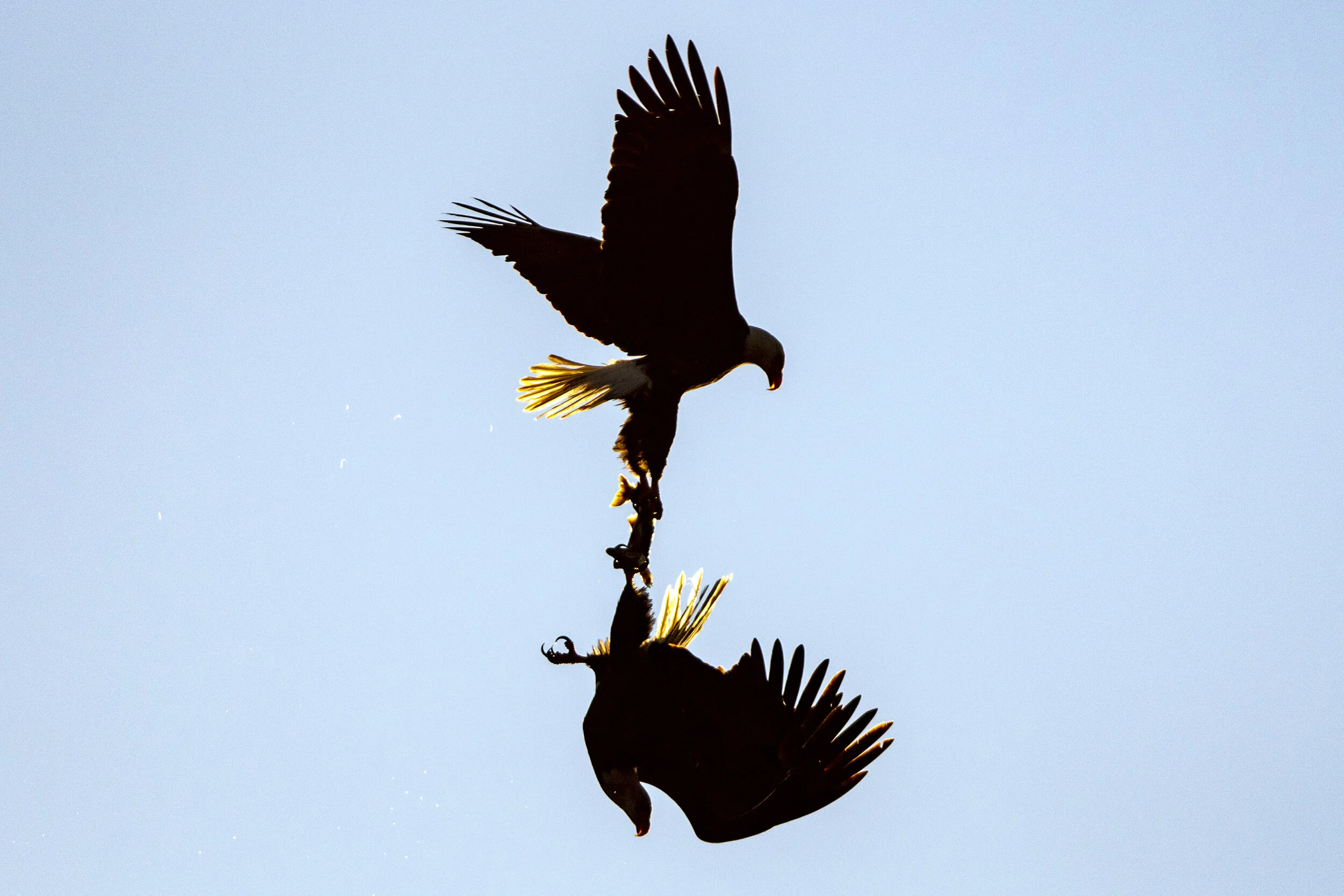 Two bald eagles battle over a fish while flying over Lake Coeur d’Alene in Idaho on Saturday, Dec. 5, 2020. The winter is peak viewing season for the eagles as they fish for kokanee salmon on the northern Idaho lake.  