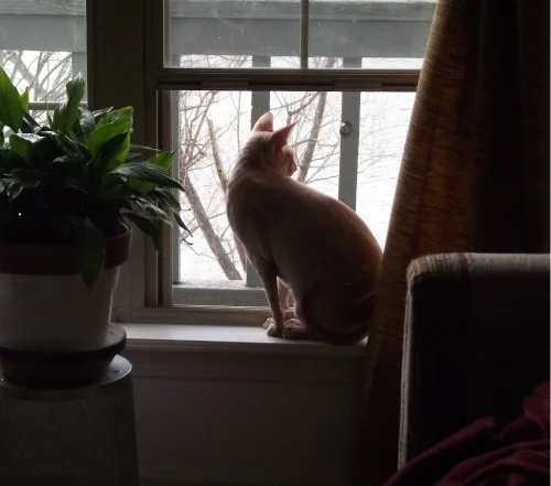 catnwindow.jpg