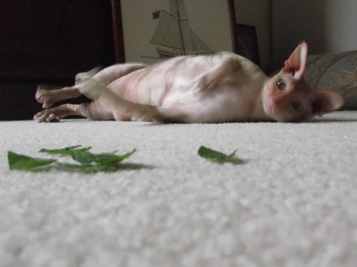 cbcatmint.jpg