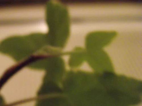DSCF0897small.jpg