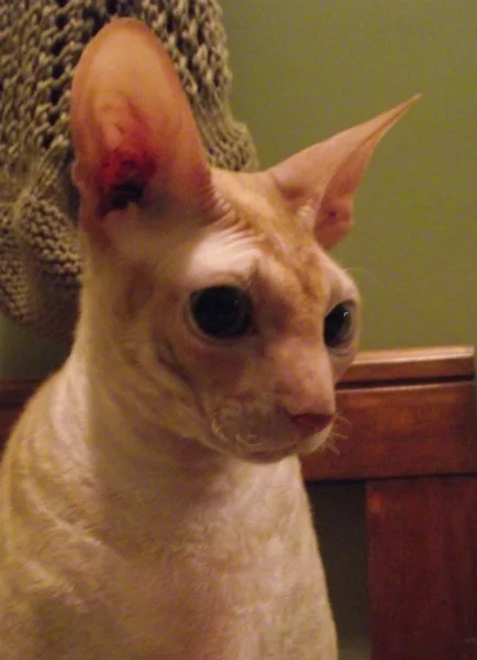 cbtamkitty.jpg