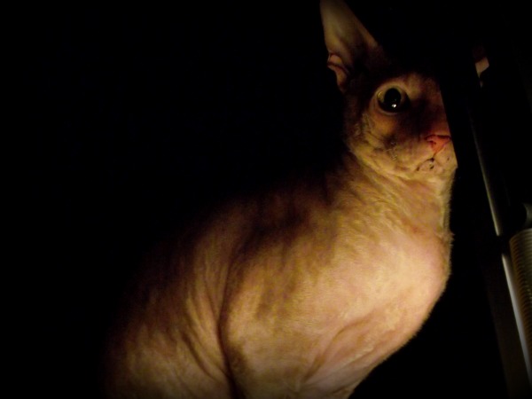 cbamprokitty.jpg
