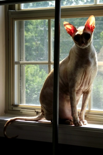cbkittyinwindowaug.jpg