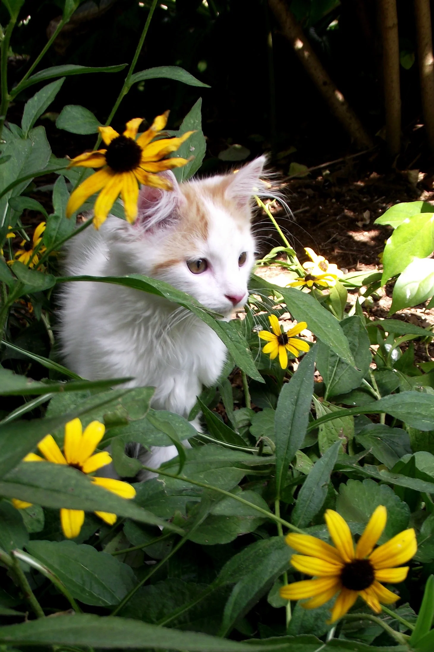 cbsweetkitty2.jpg