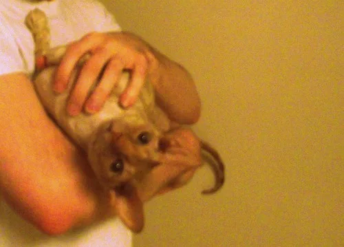 cbkittyupside.jpg