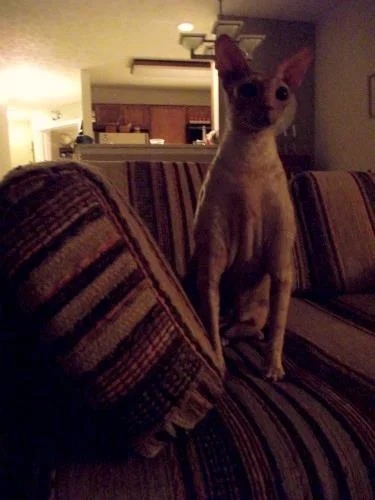 cbkittyfireworks.jpg