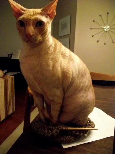 cbkittyinbag.jpg