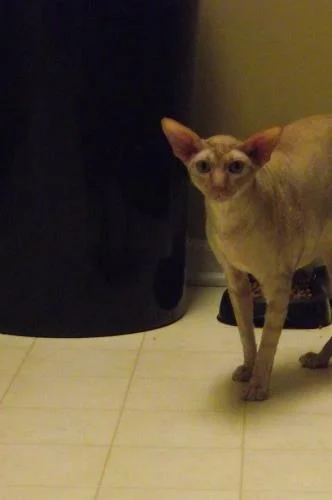 kittyears2.jpg
