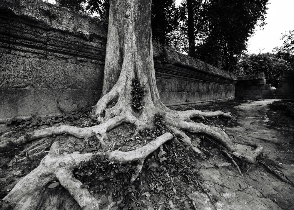 Two species predominate, the Silk-Cotton tree and the smaller Strangler Fig. With help of birds and their droppings they, have taken over many of the temples with a dramatic and eerie effect.