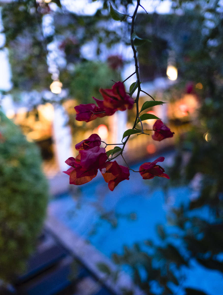 Beautiful Bougainvillea, Rambutan Resort. Siem Reap, Cambodia.