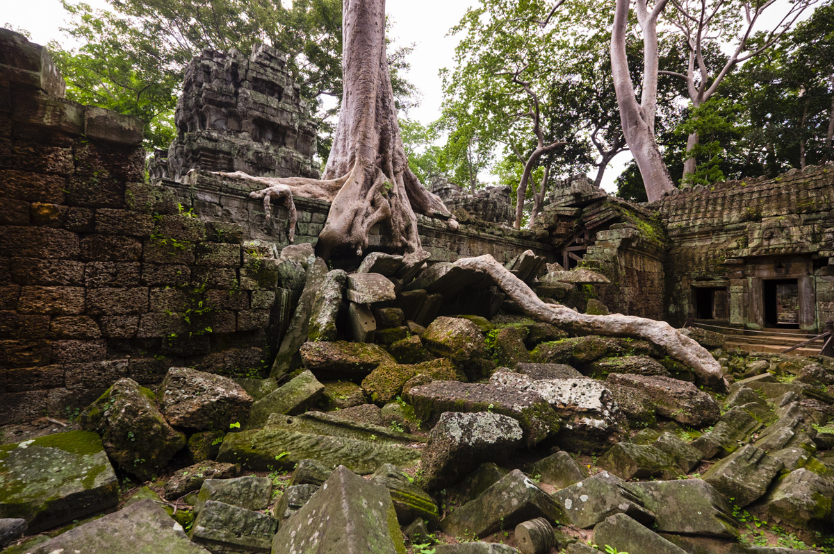 Ta Prohm is in much the same condition in which it was found. With the trees endless roots looking more like coiling reptiles than plants. Angkor, Cambodia
