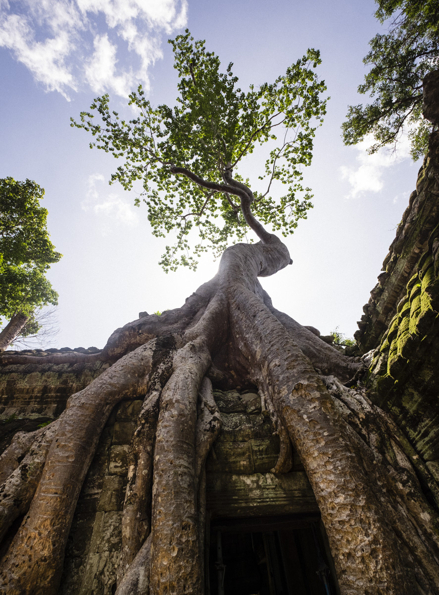 Ta Prohm is incredibly photogenic and atmospheric combination of trees growing out of the ruins, have made it one of most iconic Khmer temples. Angkor Cambodia.