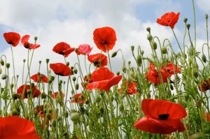 Students create film of remembrance for WW1 soldiers