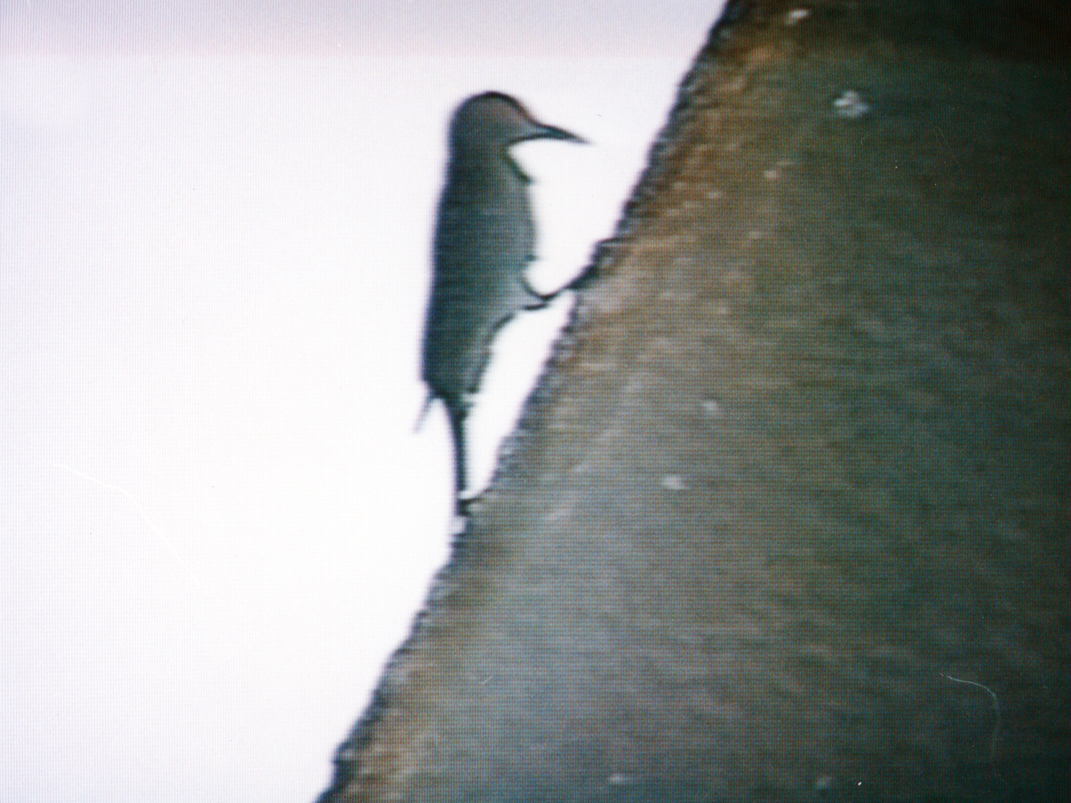 The infamous woodpecker caught on film!