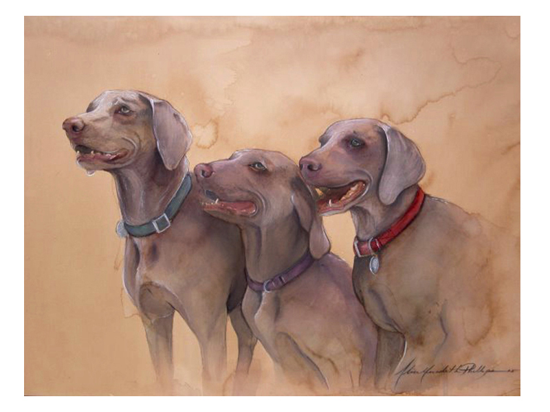 Weimaraners