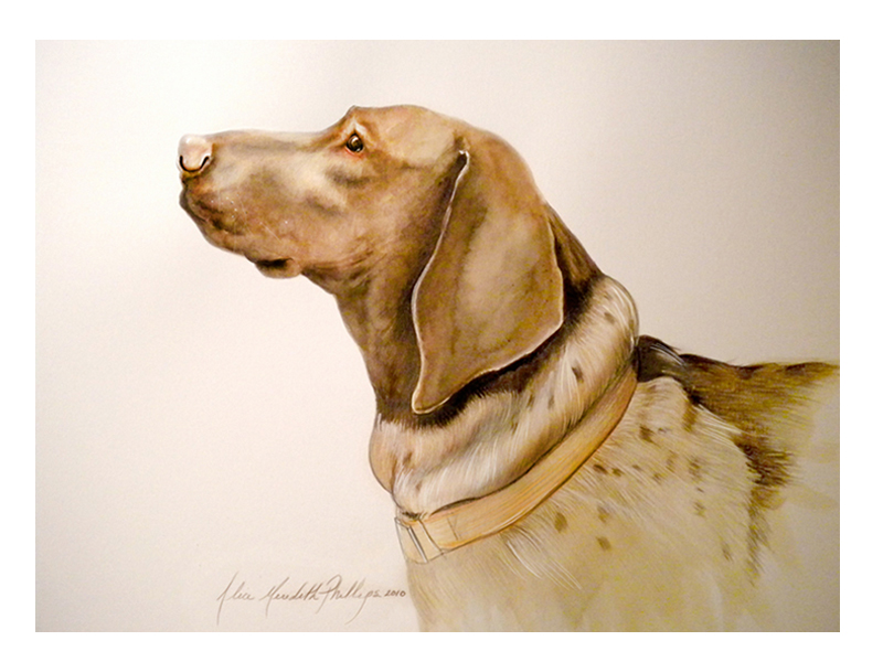 German Shorthaired Pointer