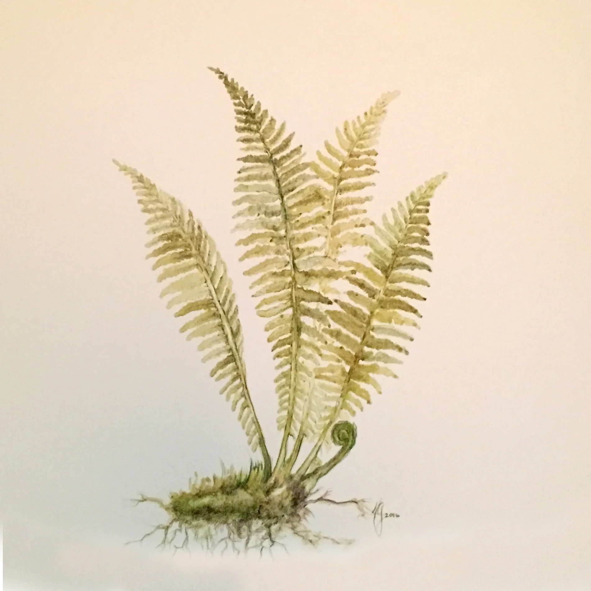 Fern1.jpg