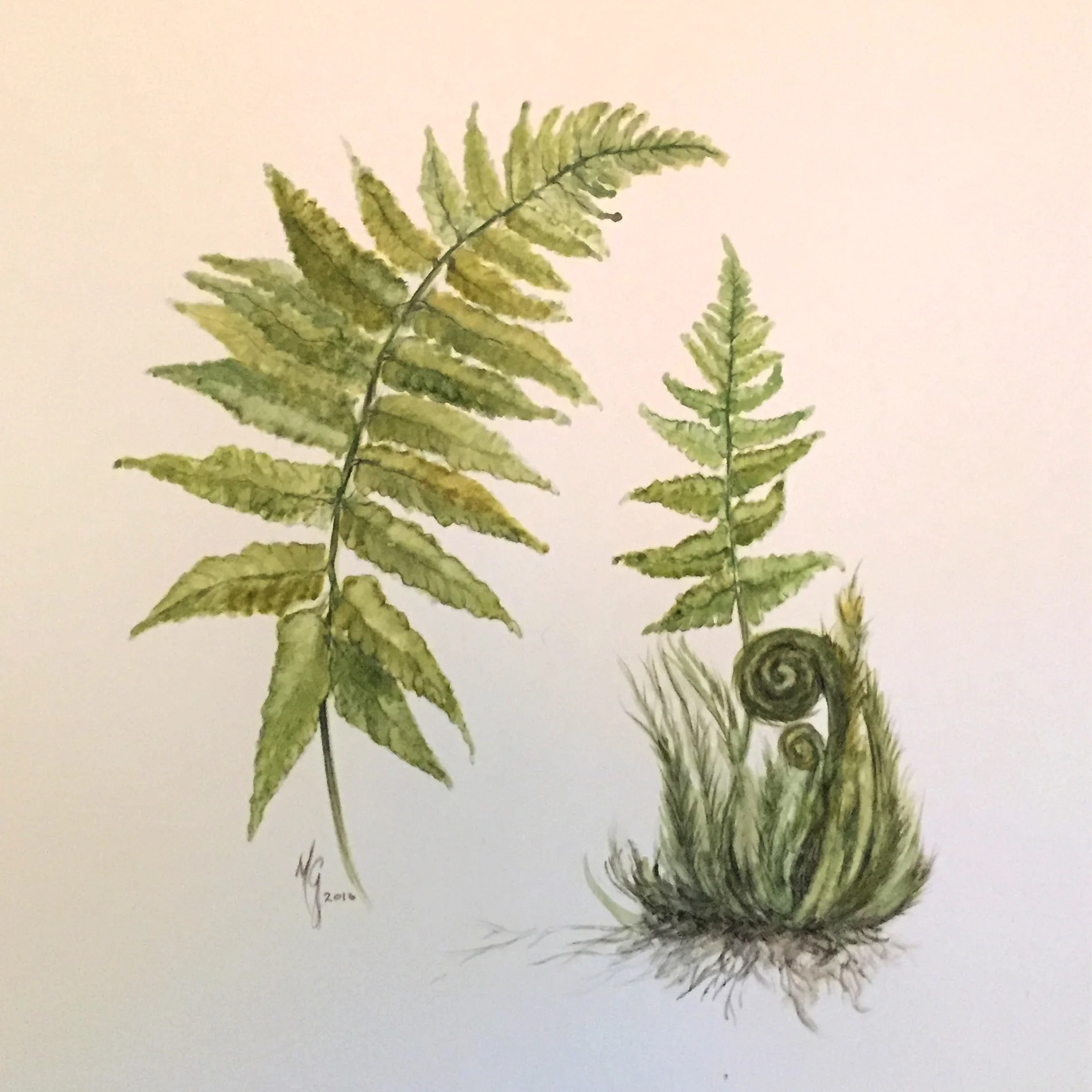 Fern3.jpg