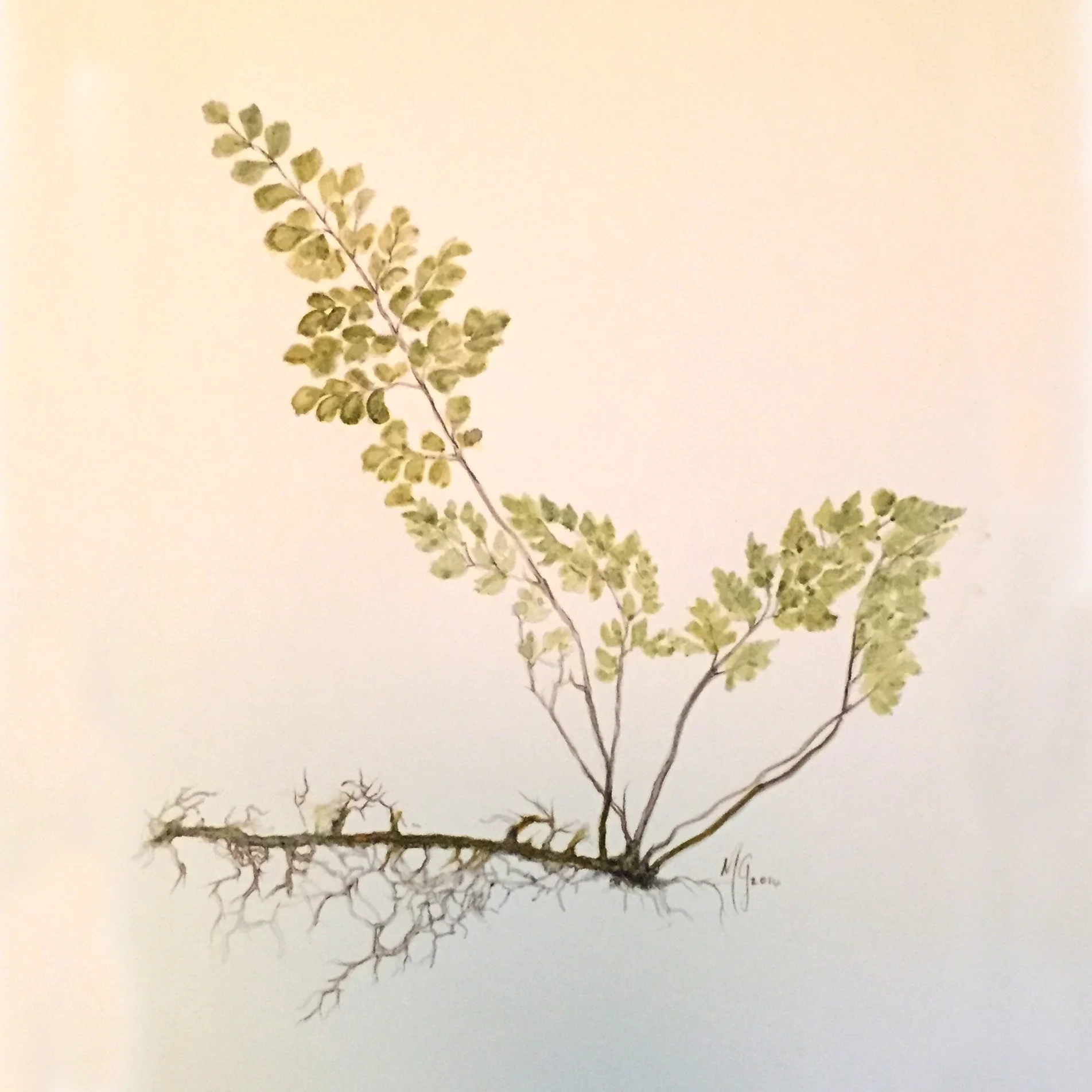 Fern4.jpg