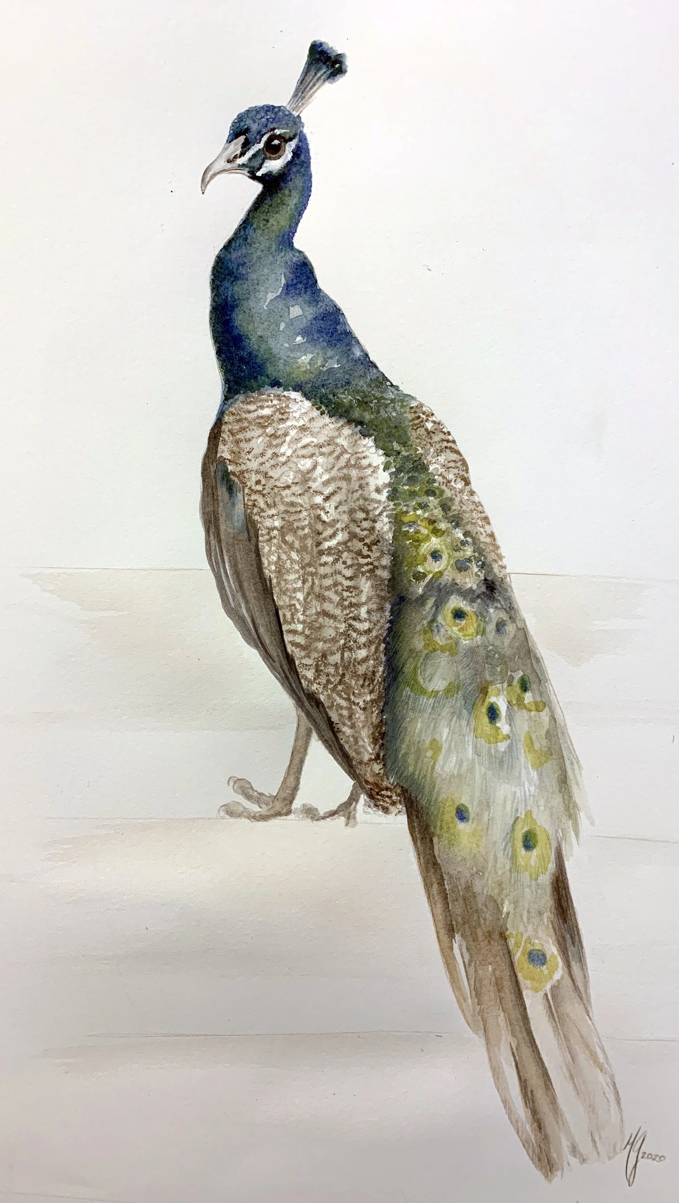 Peacock 2.jpg