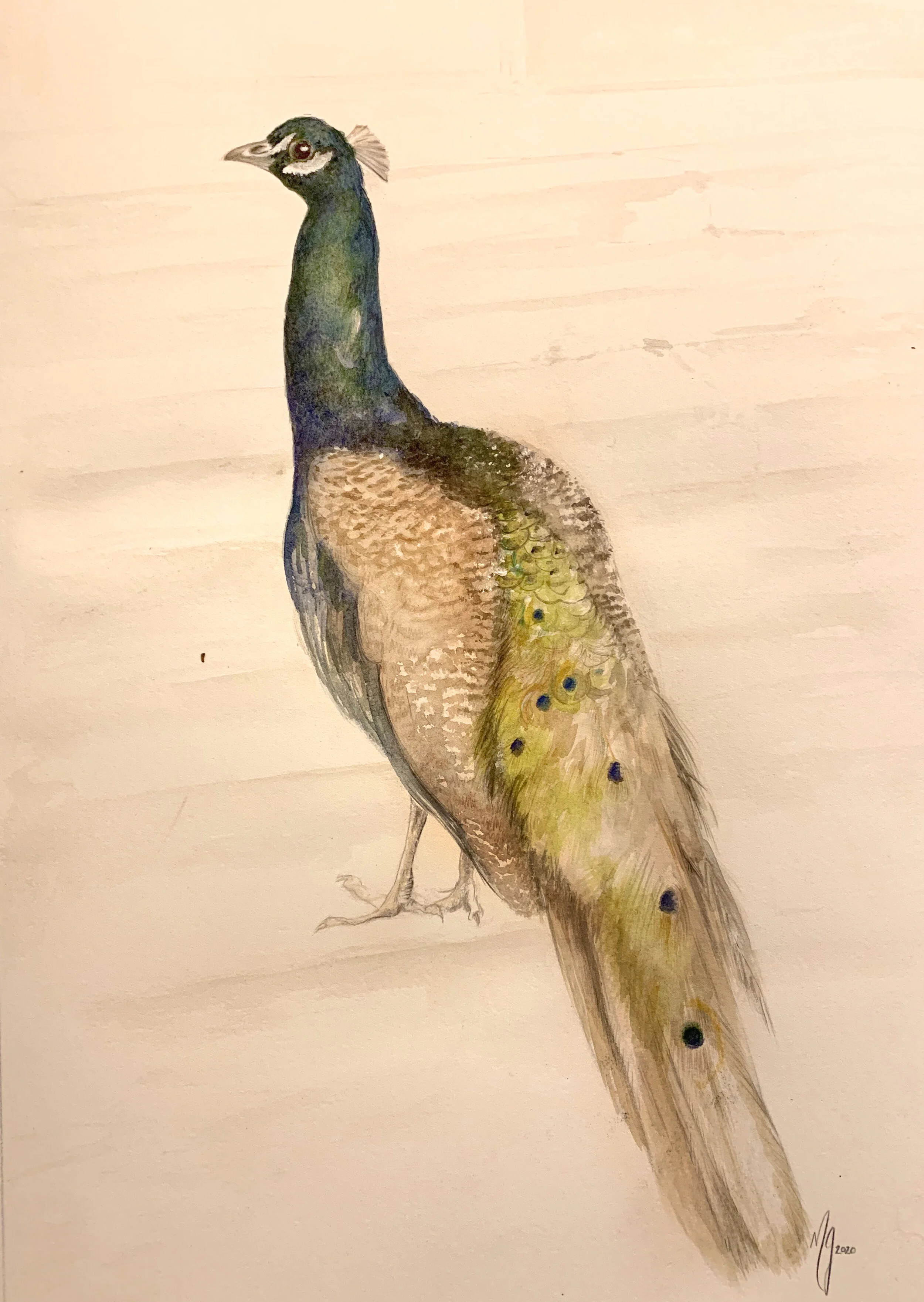 Peacock1.jpg