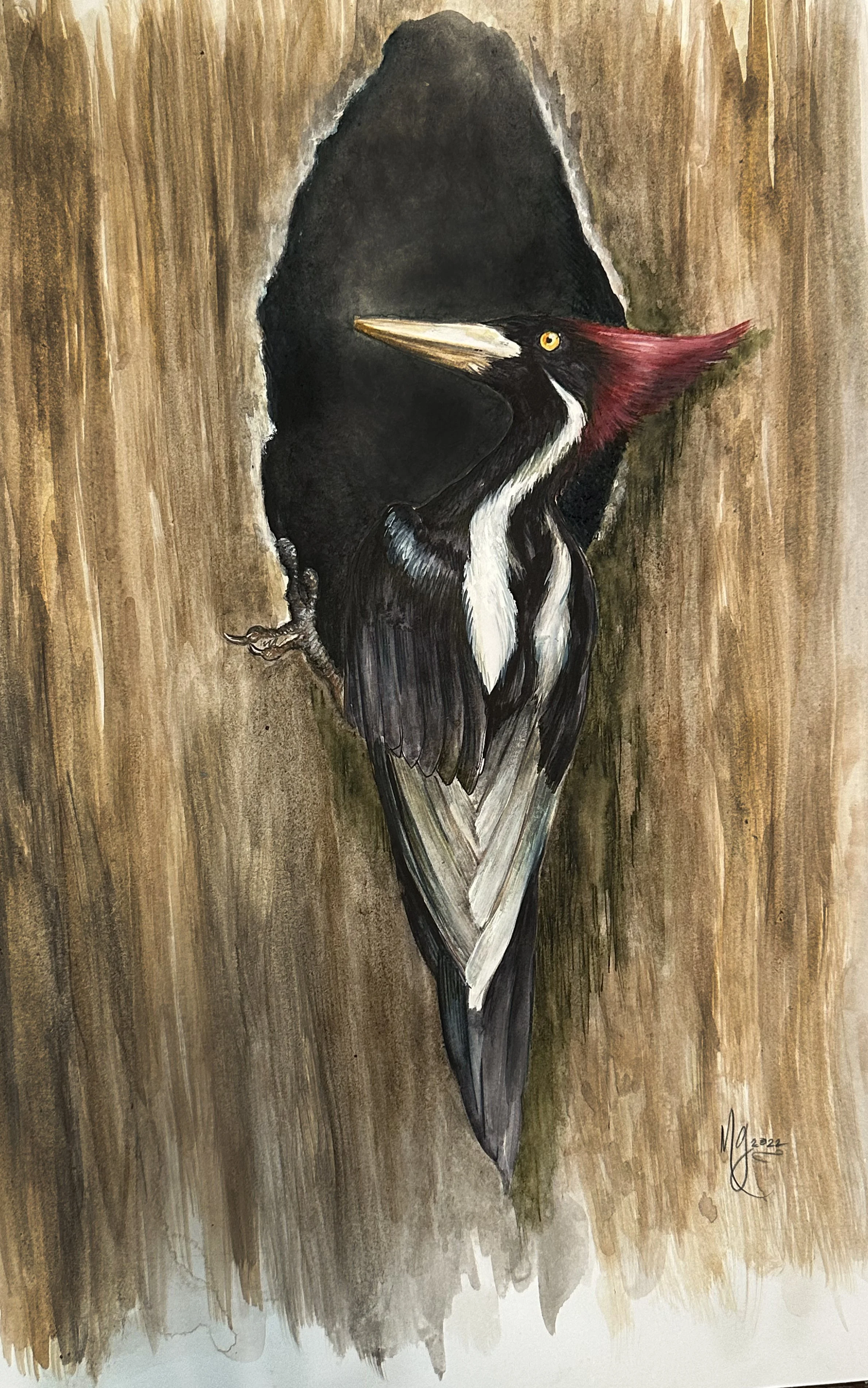 IvorybilledWoodpecker.jpg