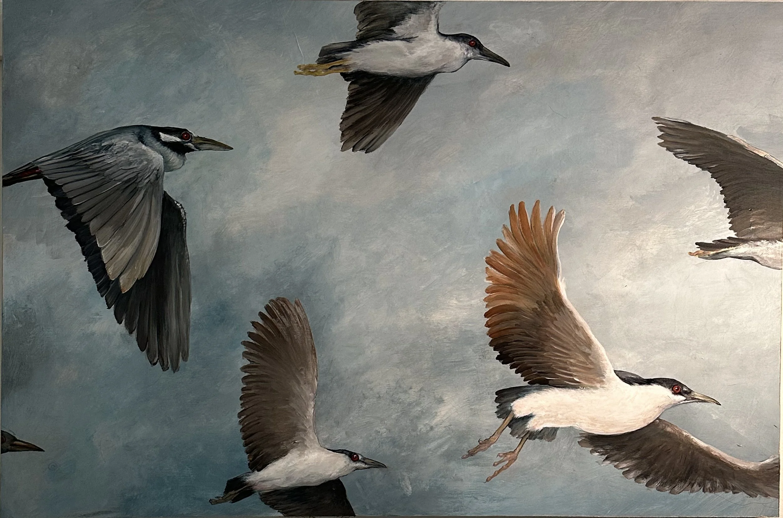 Night Herons.jpg