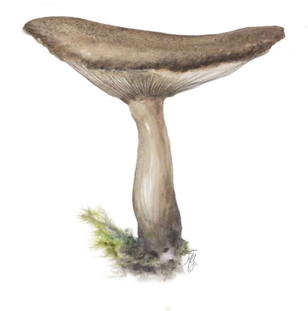 Mushroom2.jpg