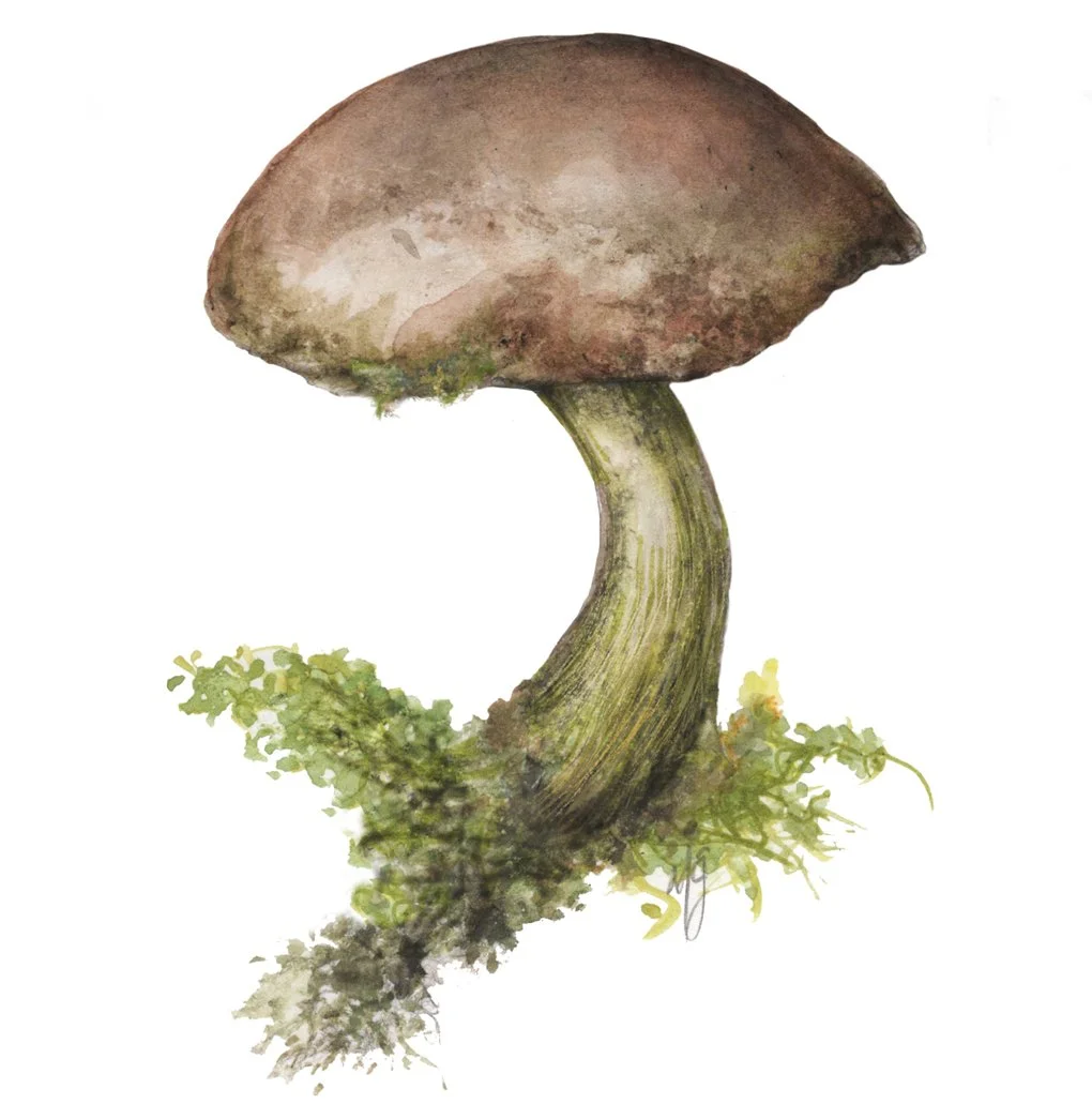 Mushroom3.jpg
