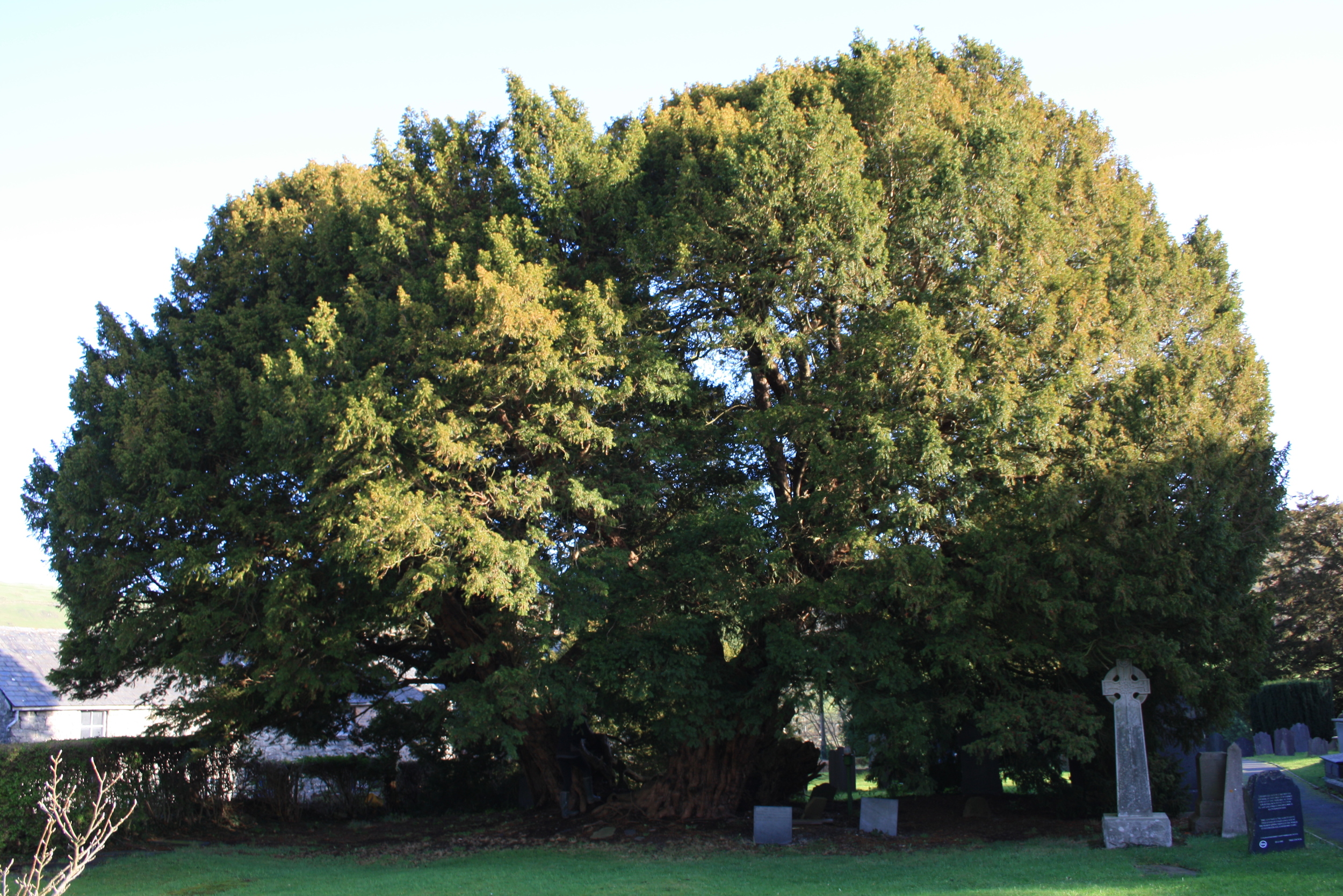 The Llangernyw Yew: one of the oldest life forms on our planet.