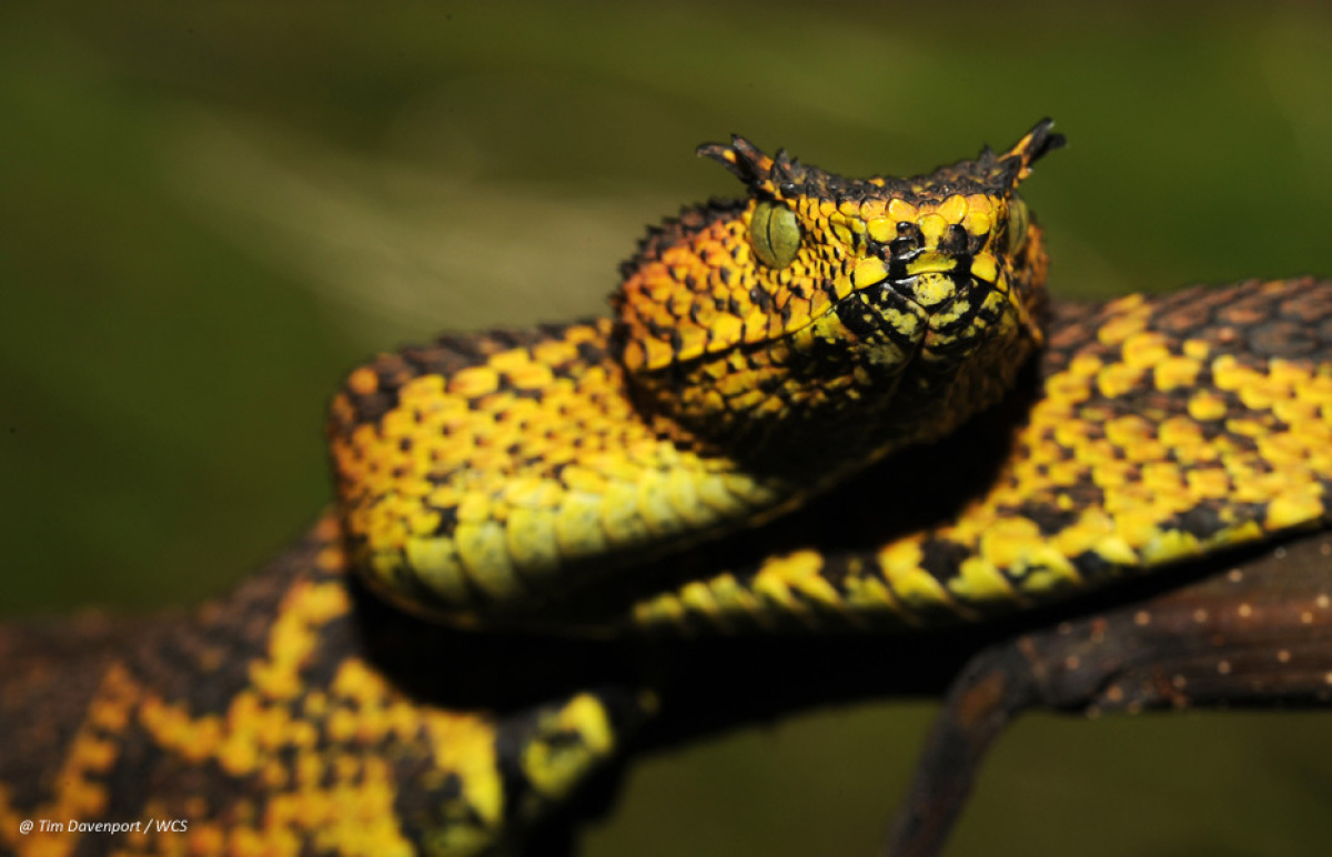 We're starting off 2016 talking about vipers and fire. Happy new year, y'all!